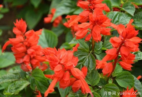 100種常見花卉的栽培大全，送給愛養(yǎng)花的你(圖21)