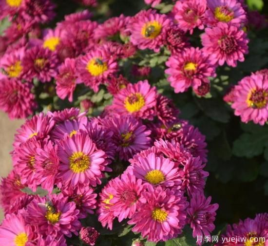 100種常見花卉的栽培大全，送給愛養(yǎng)花的你(圖22)