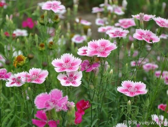 100種常見花卉的栽培大全，送給愛養(yǎng)花的你(圖24)