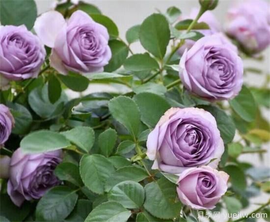 紫色月季花有哪些品種？分享30款紫色月季(圖2)