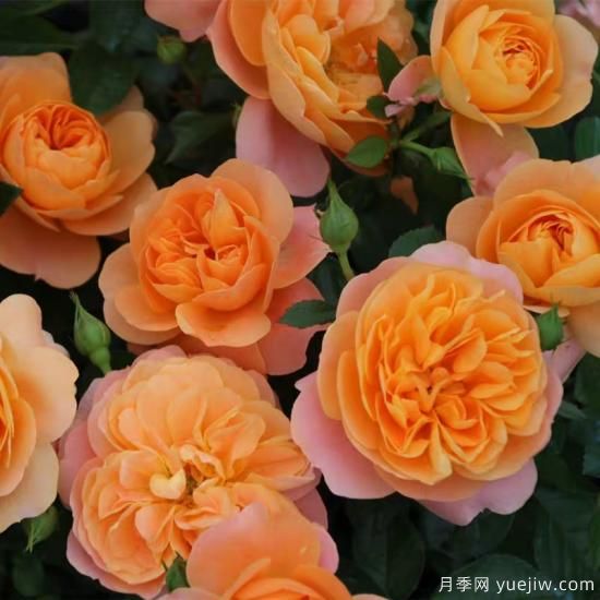 精挑推薦十個(gè)月季花品種，爭奇斗艷形態(tài)顏色各異(圖1)
