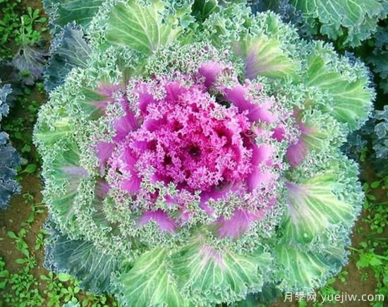 100種常見花卉的栽培大全，送給愛養(yǎng)花的你(圖23)