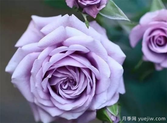 紫色月季花有哪些品種？分享30款紫色月季(圖1)