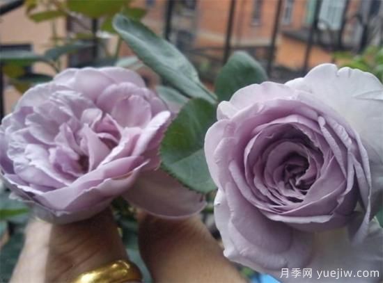 紫色月季花有哪些品種？分享30款紫色月季(圖3)