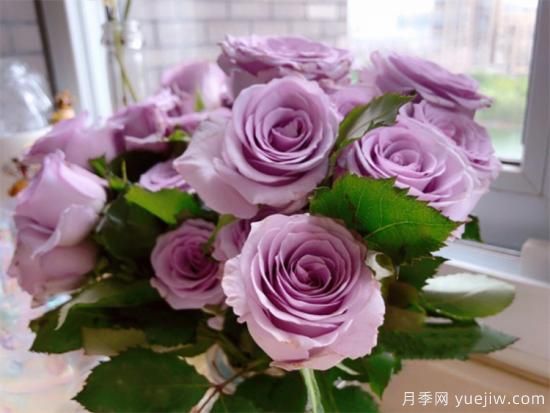 紫色月季花有哪些品種？分享30款紫色月季(圖4)