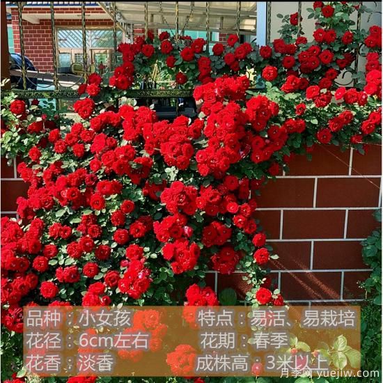 精挑推薦十個(gè)月季花品種，爭奇斗艷形態(tài)顏色各異(圖2)