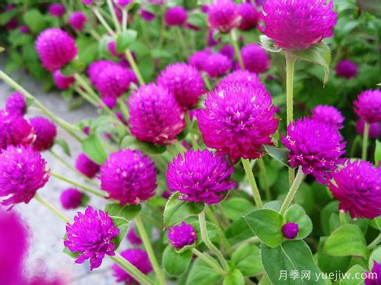 100種常見花卉的栽培大全，送給愛養(yǎng)花的你(圖25)