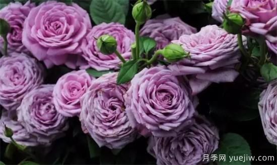 紫色月季花有哪些品種？分享30款紫色月季(圖5)