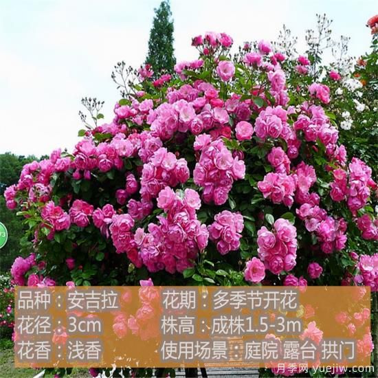 精挑推薦十個(gè)月季花品種，爭奇斗艷形態(tài)顏色各異(圖3)