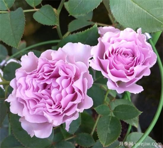 紫色月季花有哪些品種？分享30款紫色月季(圖6)