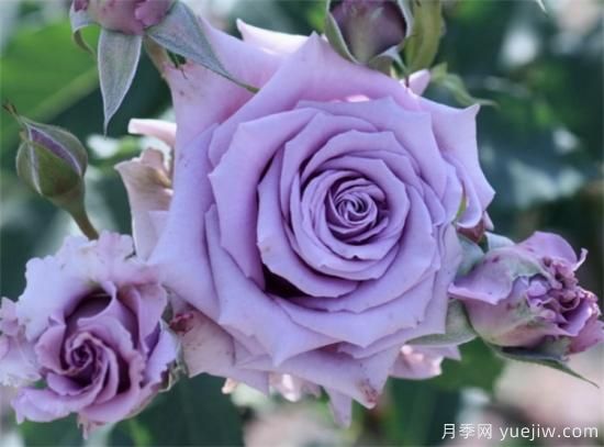 紫色月季花有哪些品種？分享30款紫色月季(圖9)