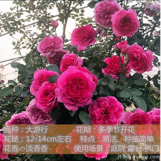 精挑推薦十個(gè)月季花品種，爭奇斗艷形態(tài)顏色各異(圖4)