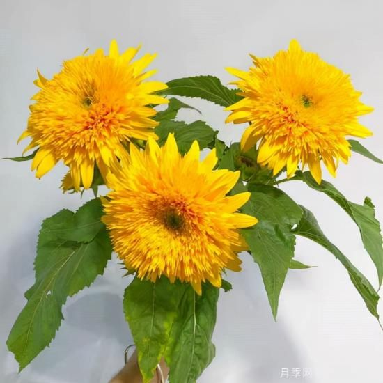 100種常見花卉的栽培大全，送給愛養(yǎng)花的你(圖27)