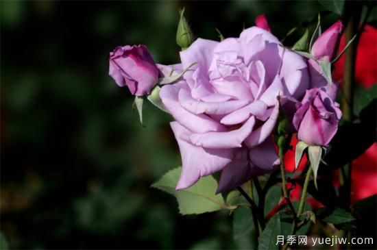 紫色月季花有哪些品種？分享30款紫色月季(圖8)