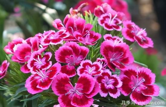 100種常見花卉的栽培大全，送給愛養(yǎng)花的你(圖28)