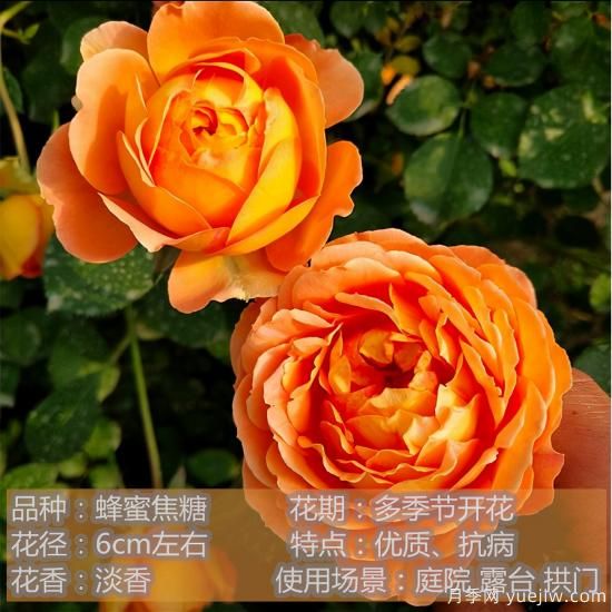 精挑推薦十個(gè)月季花品種，爭奇斗艷形態(tài)顏色各異(圖5)