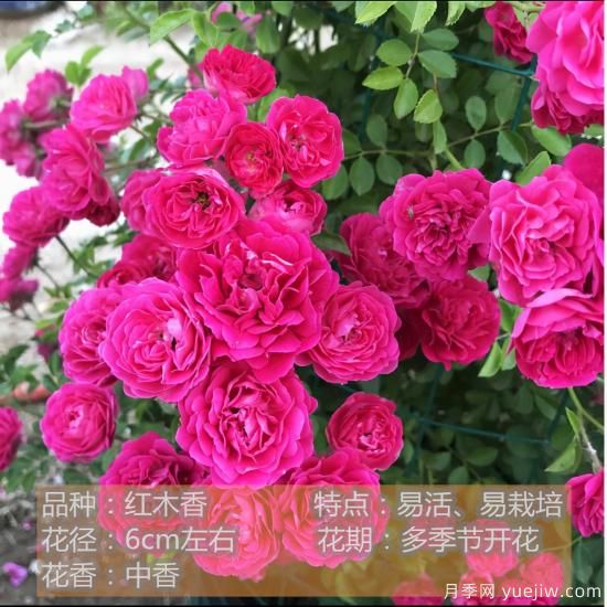 精挑推薦十個(gè)月季花品種，爭奇斗艷形態(tài)顏色各異(圖6)