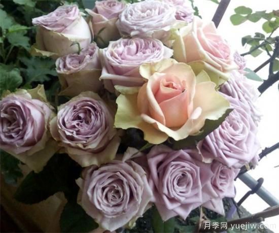 紫色月季花有哪些品種？分享30款紫色月季(圖10)