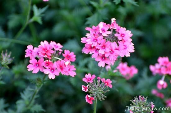 100種常見花卉的栽培大全，送給愛養(yǎng)花的你(圖30)