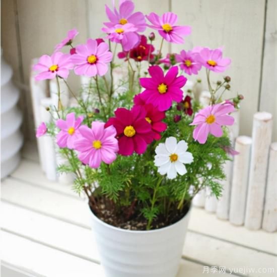 100種常見花卉的栽培大全，送給愛養(yǎng)花的你(圖31)