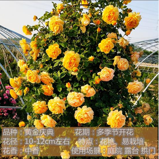 精挑推薦十個(gè)月季花品種，爭奇斗艷形態(tài)顏色各異(圖7)