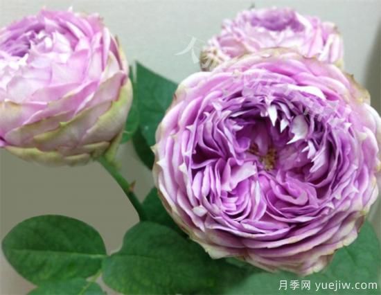 紫色月季花有哪些品種？分享30款紫色月季(圖11)