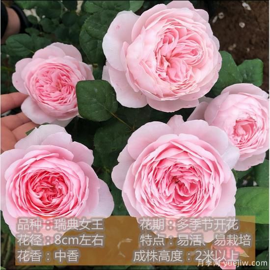 精挑推薦十個(gè)月季花品種，爭奇斗艷形態(tài)顏色各異(圖8)