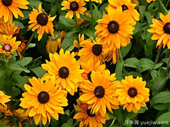 100種常見花卉的栽培大全，送給愛養(yǎng)花的你(圖32)