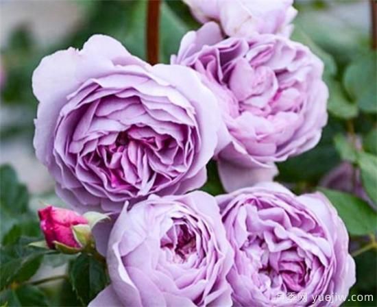 紫色月季花有哪些品種？分享30款紫色月季(圖12)