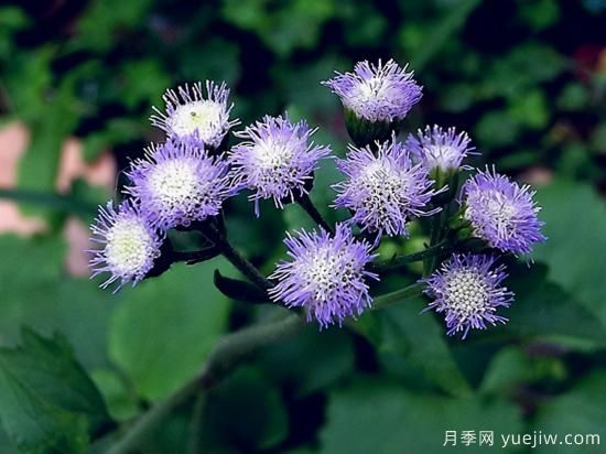 100種常見花卉的栽培大全，送給愛養(yǎng)花的你(圖33)