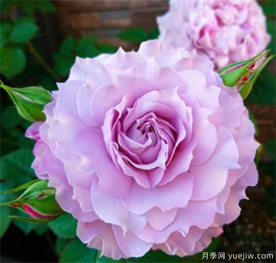 紫色月季花有哪些品種？分享30款紫色月季(圖14)
