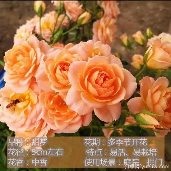 精挑推薦十個(gè)月季花品種，爭奇斗艷形態(tài)顏色各異(圖9)