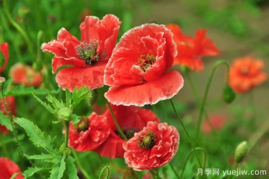 100種常見花卉的栽培大全，送給愛養(yǎng)花的你(圖36)