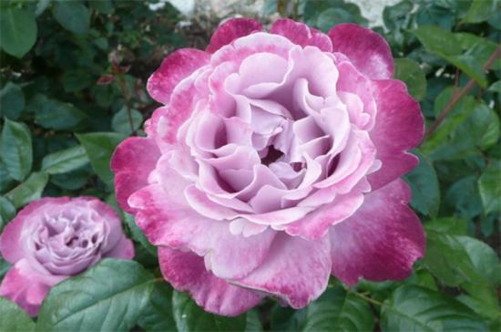 紫色月季花有哪些品種？分享30款紫色月季(圖15)
