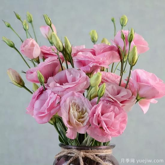 100種常見花卉的栽培大全，送給愛養(yǎng)花的你(圖37)