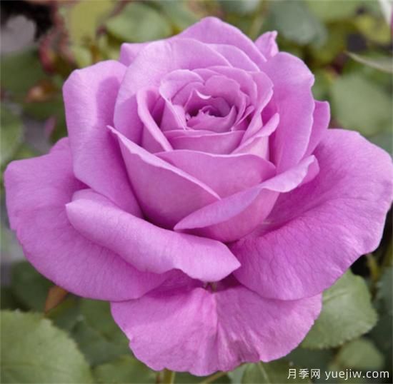 紫色月季花有哪些品種？分享30款紫色月季(圖16)