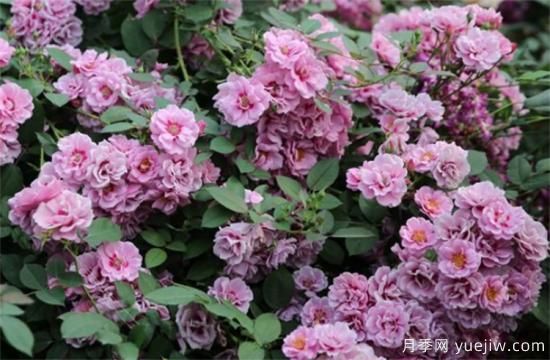 紫色月季花有哪些品種？分享30款紫色月季(圖18)