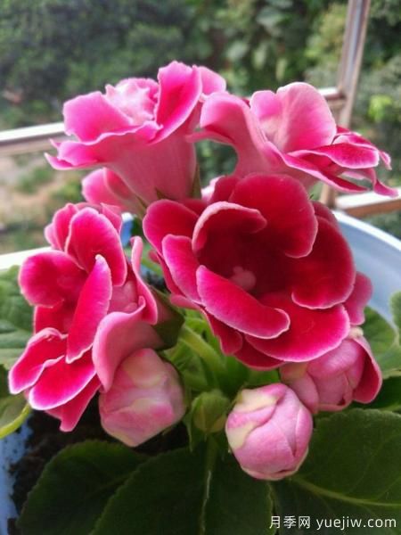 100種常見花卉的栽培大全，送給愛養(yǎng)花的你(圖38)