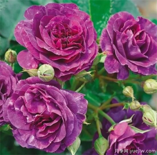 紫色月季花有哪些品種？分享30款紫色月季(圖19)