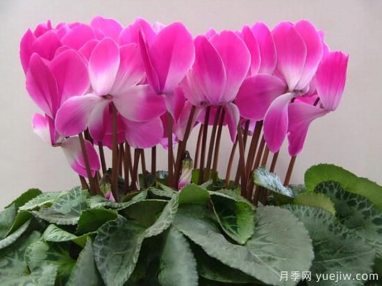 100種常見花卉的栽培大全，送給愛養(yǎng)花的你(圖39)