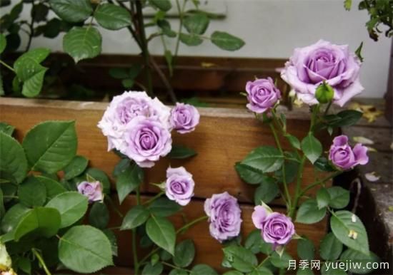 紫色月季花有哪些品種？分享30款紫色月季(圖20)