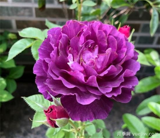 紫色月季花有哪些品種？分享30款紫色月季(圖21)
