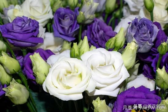 適合秋播花卉的10大品種，明年花開(kāi)滿陽(yáng)臺(tái)(圖1)