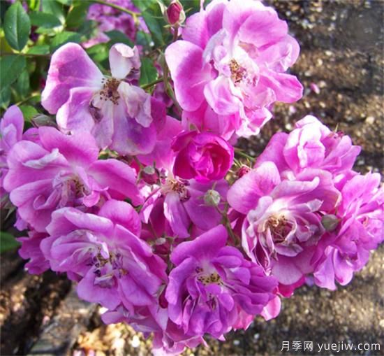 紫色月季花有哪些品種？分享30款紫色月季(圖22)