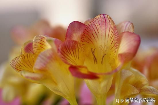 適合秋播花卉的10大品種，明年花開(kāi)滿陽(yáng)臺(tái)(圖2)