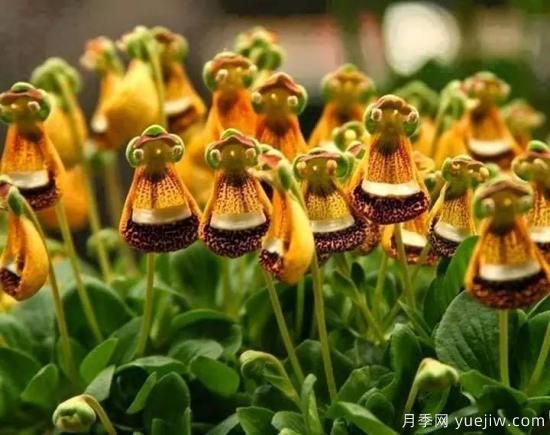 100種常見花卉的栽培大全，送給愛養(yǎng)花的你(圖41)