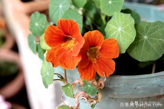 適合秋播花卉的10大品種，明年花開(kāi)滿陽(yáng)臺(tái)(圖3)