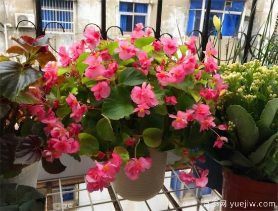 100種常見花卉的栽培大全，送給愛養(yǎng)花的你(圖42)