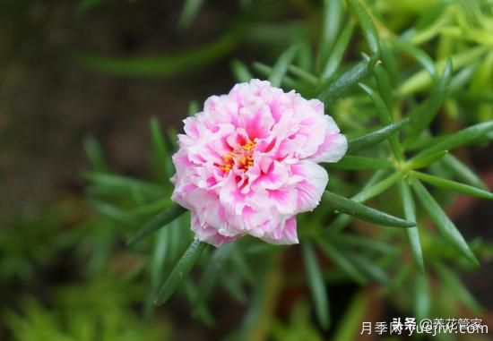 適合秋播花卉的10大品種，明年花開(kāi)滿陽(yáng)臺(tái)(圖4)