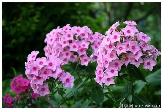 100種常見花卉的栽培大全，送給愛養(yǎng)花的你(圖43)